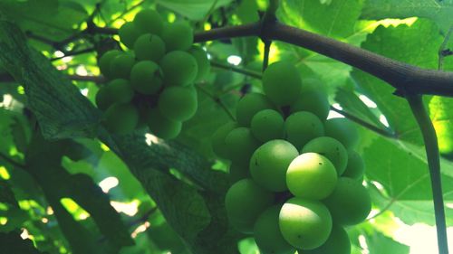 Low angle view of grapes growing on tree