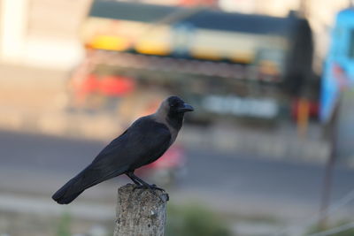 Close-up of bird perching on railing