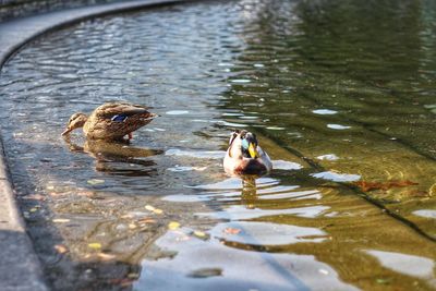 Ducks swimming in lake