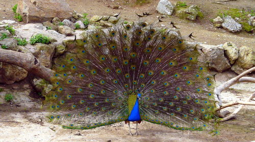 Close-up of peacock outdoors