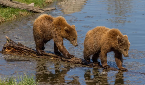 Close-up of grizzly bears standing on wood in lake