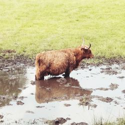 Scottish highlands - highland cow