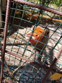 Close-up of bird in cage