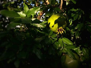 Plant growing on tree