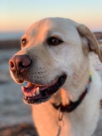 Dog close up on beach at sunset