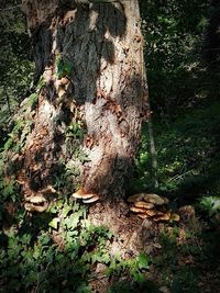 Close-up of mushrooms growing on tree trunk in forest