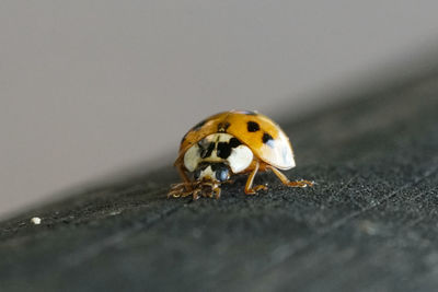 Close-up of ladybug on leaf