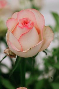 Close-up of pink rose