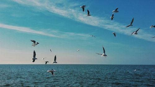 Birds flying over sea against sky
