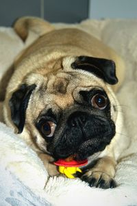 Close-up of dog resting