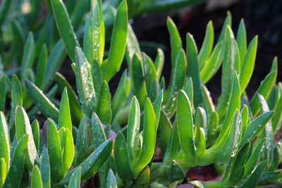 Close-up of succulent plant on field