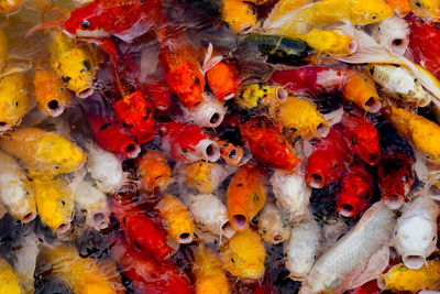 High angle view of fishes swimming in sea