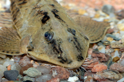 Close-up of fish swimming in sea