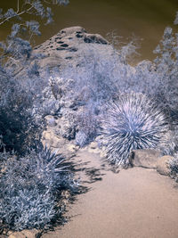 High angle view of animal on beach