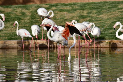 Flamingos in riyadh zoo