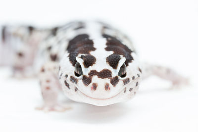 Close-up of a animal head