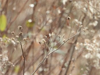 Close-up of wilted flower on field