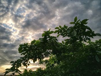 Low angle view of tree against sky