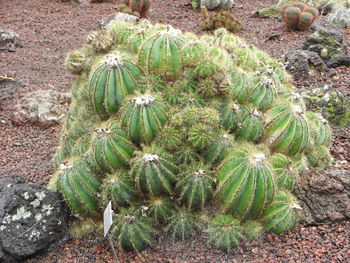 High angle view of cactus growing on field
