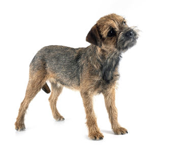 Portrait of a dog over white background