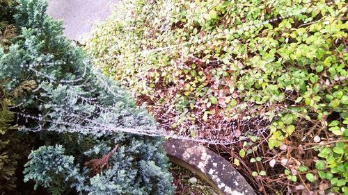 High angle view of plants growing on tree