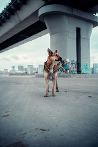 Dog standing on road against buildings