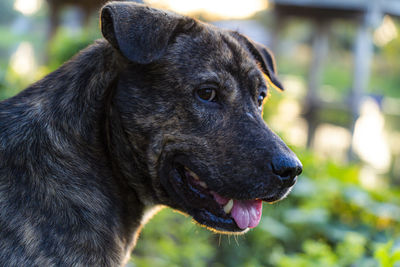 Close-up of dog looking away