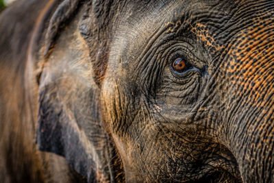 Close-up of elephant