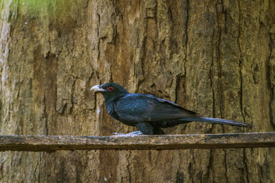 Bird perching on tree trunk