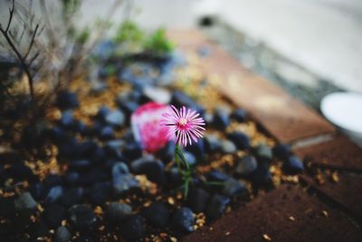 Close-up of flower blooming outdoors