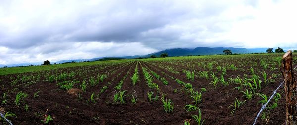 Scenic view of agricultural field against sky