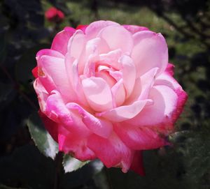 Close-up of pink rose blooming outdoors