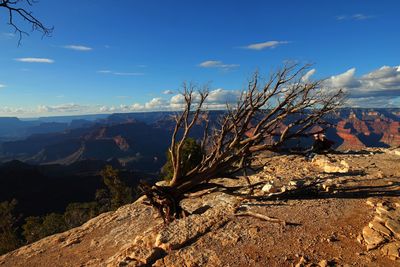 Dead tree on rock against sky