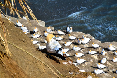 Flock of birds on rock at beach