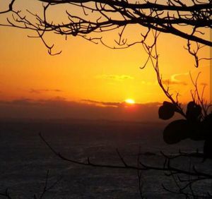 Bare tree on landscape against romantic sky at sunset