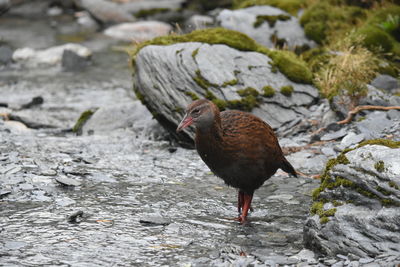 Close-up of duck on rock by water