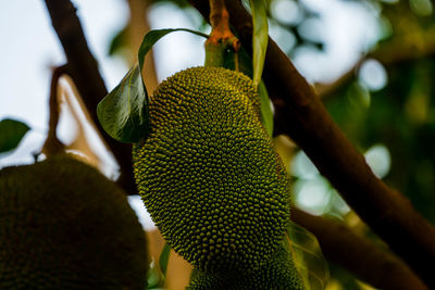 Close-up of fruit growing on tree