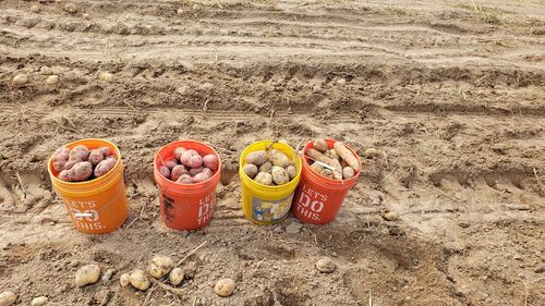 High angle view of various food on beach