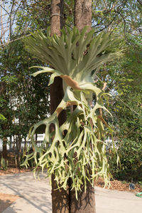 Close-up of flowering plant against trees in park