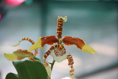 Close-up of flowering plant