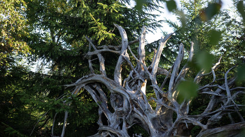 Low angle view of trees in forest