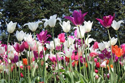 Close-up of tulips blooming in field