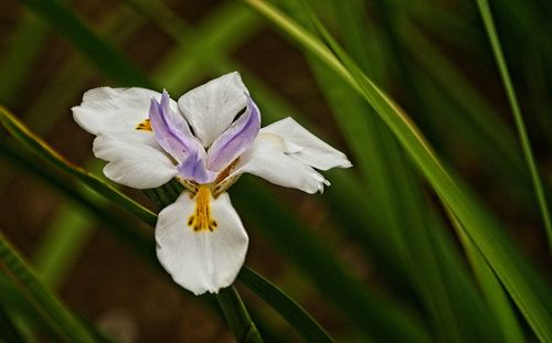 Close-up of white flowering plant