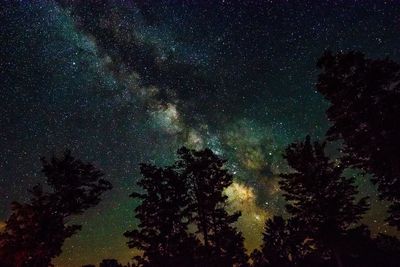 Low angle view of silhouette trees against star field