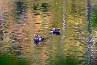 View of ducks swimming in lake