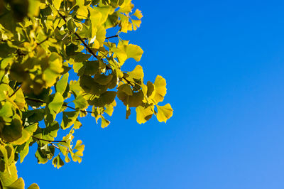 Low angle view of yellow tree against clear blue sky