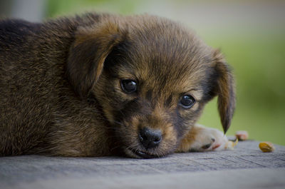 Close-up portrait of a dog