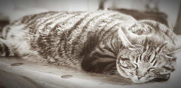 Close-up of tiger sleeping