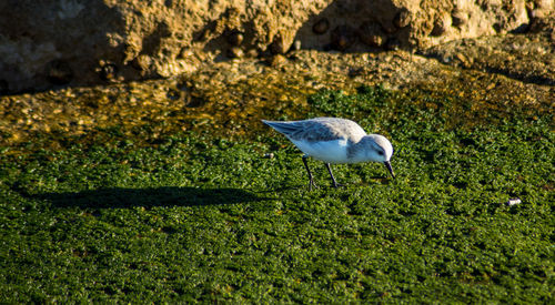 High angle view of bird perching on grass