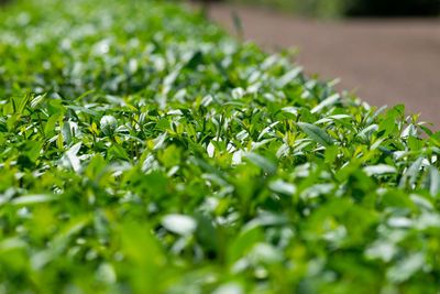 Close-up of leaves on plant